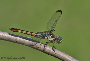 Libellula vibrans, female